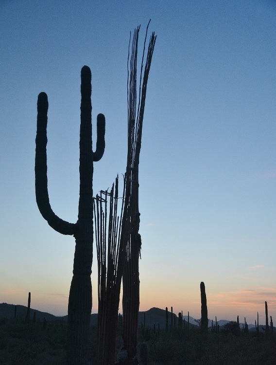 saguaro silhouette